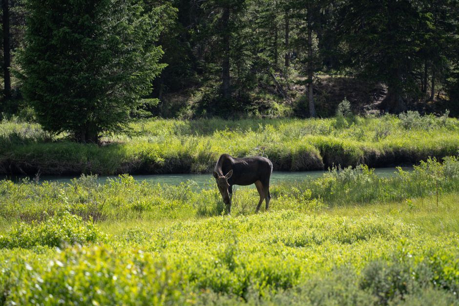 A moose standing in a shallow river among willows in Jackson Hole