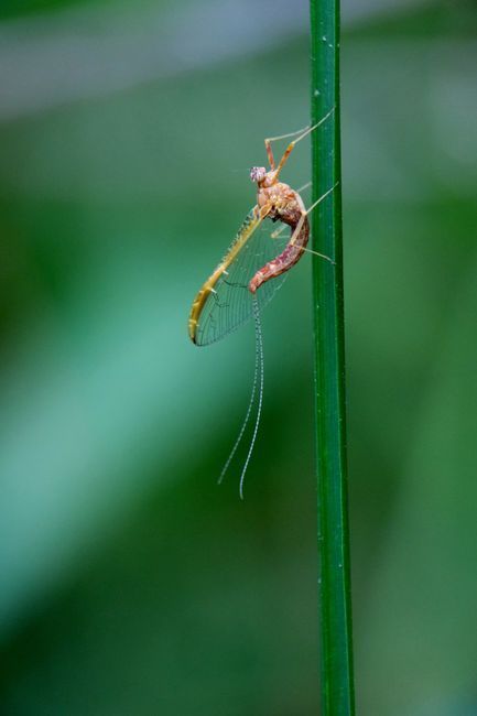 A large gray mayfly resting on the calm surface of a western river