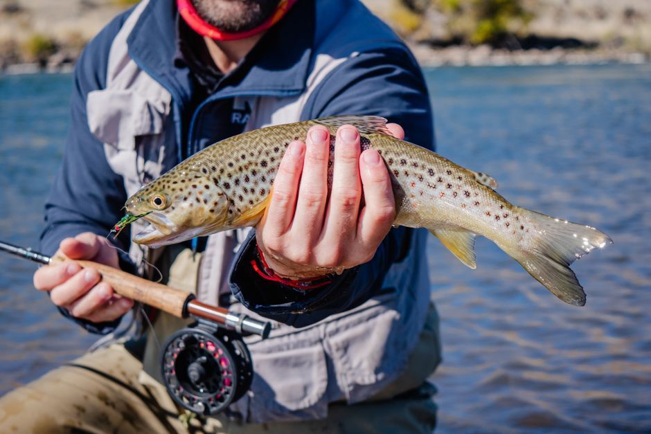 A fly angler holding a large trout on a western river