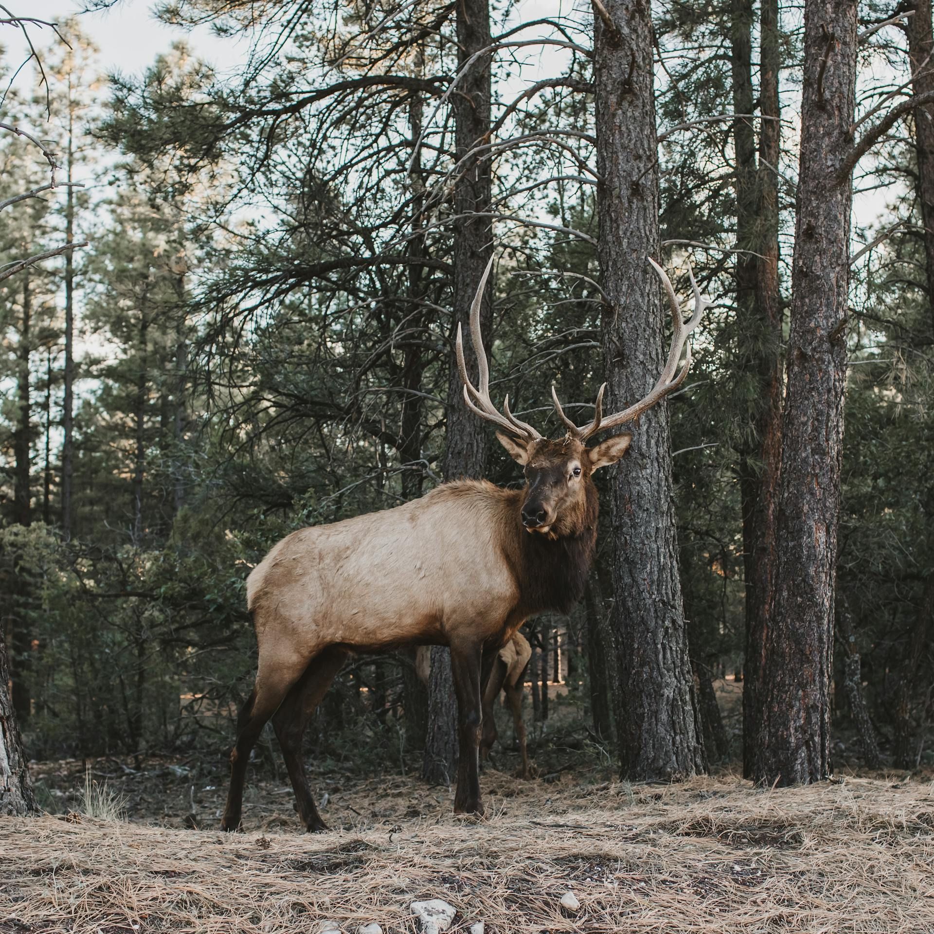 Bull elk standing in a pine forest, with large antlers and a tan body.
