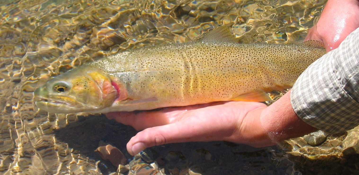 Hands holding a small trout over shallow clear water