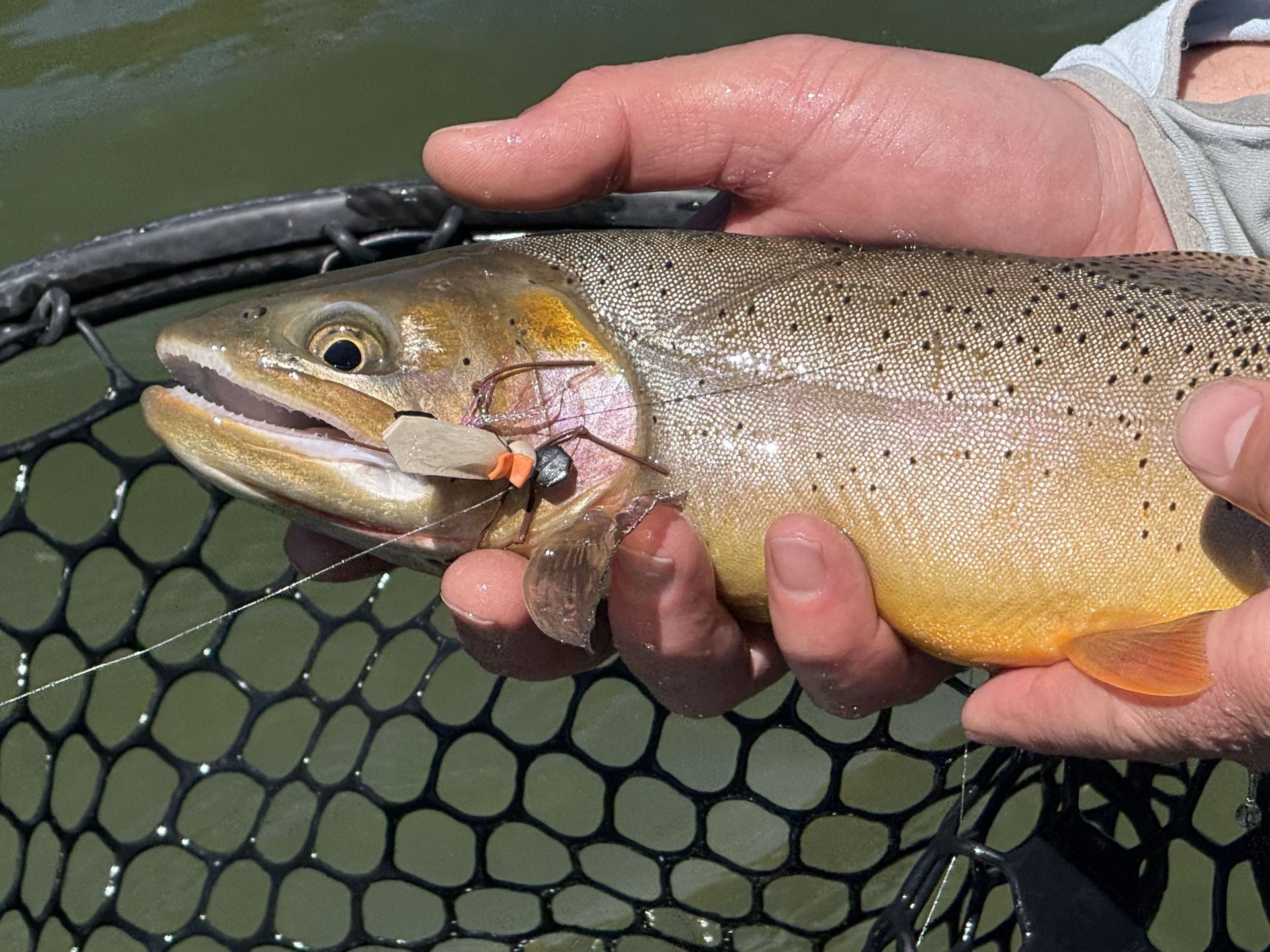 Person holding a trout over a fishing net outdoors
