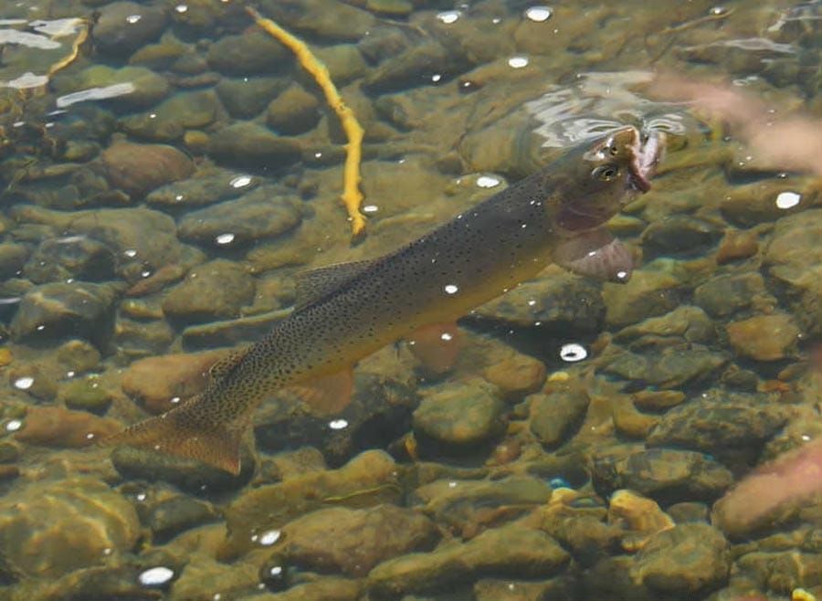 Fish swimming in clear shallow water over pebbles