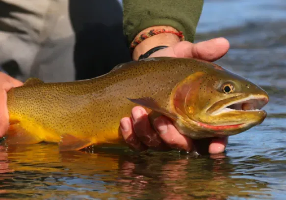 Person holding a golden-brown fish in shallow water