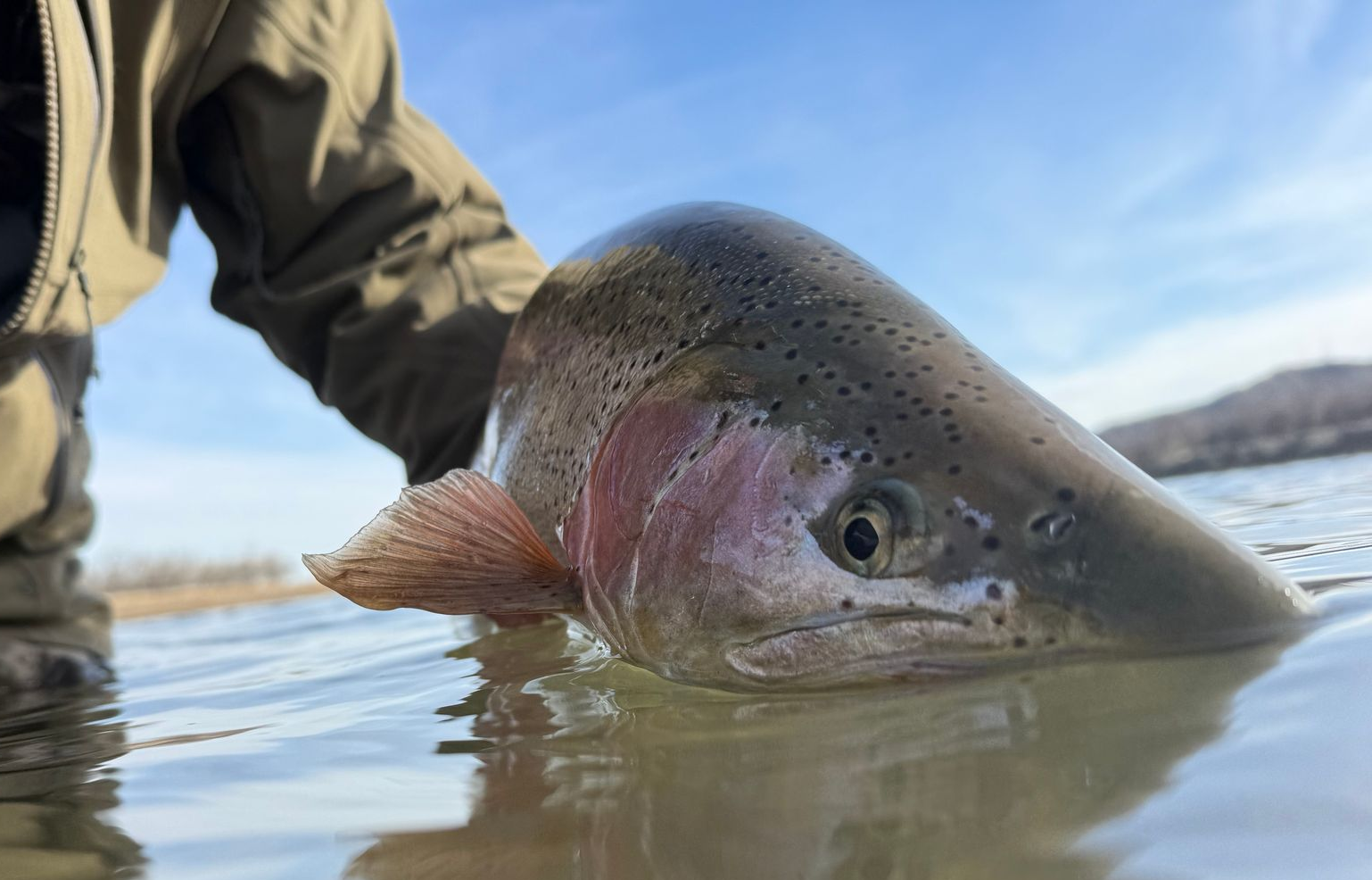 Person holding a trout just above the water, with a blue sky and shoreline in the background