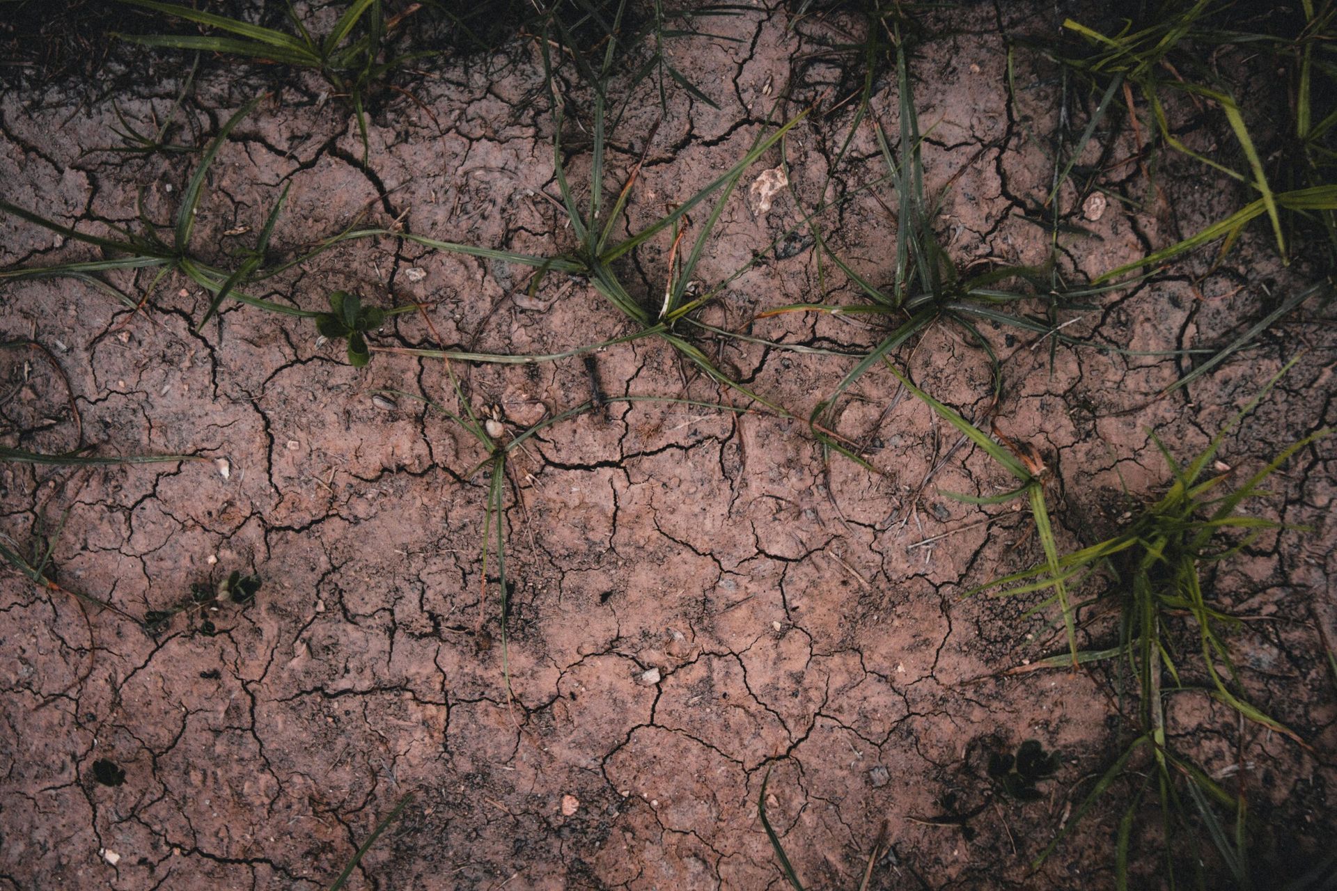 Cracked, dry earth with sparse green grass growing through the fissures.