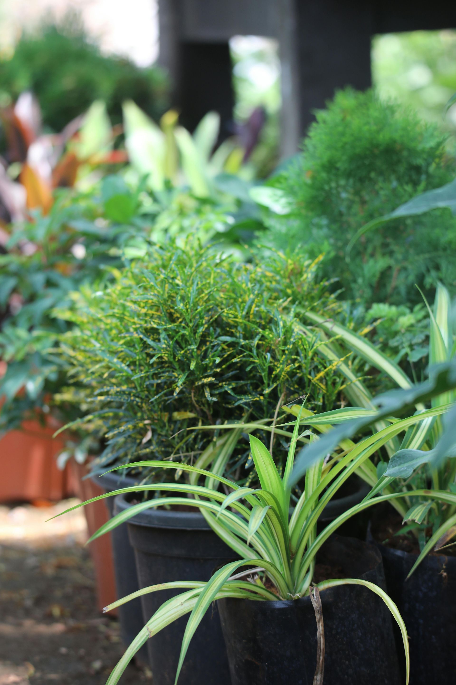 Drip irrigation systems in Ocala, FL for healthy Central Florida landscaping