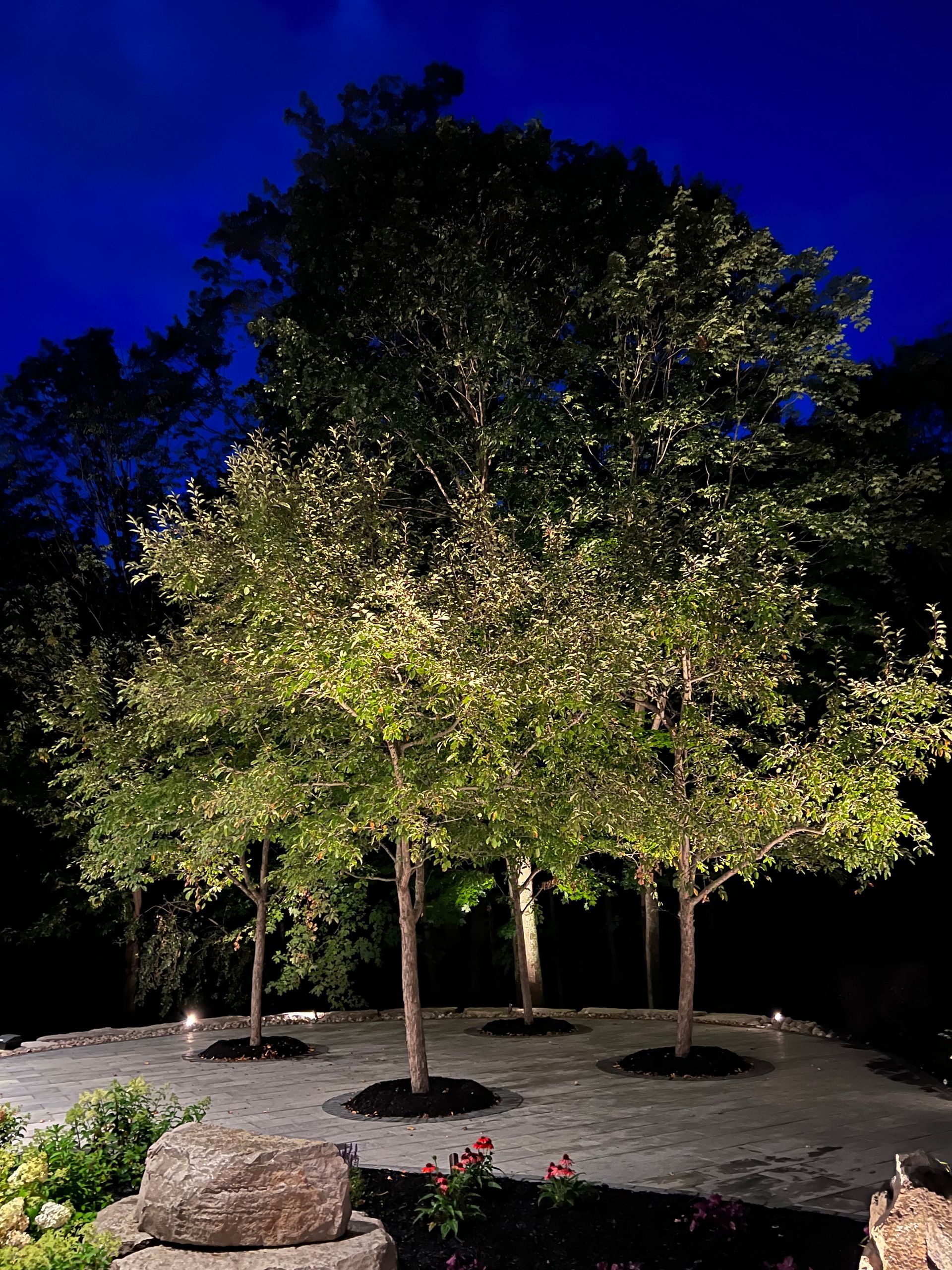 A group of trees are lit up at night.
