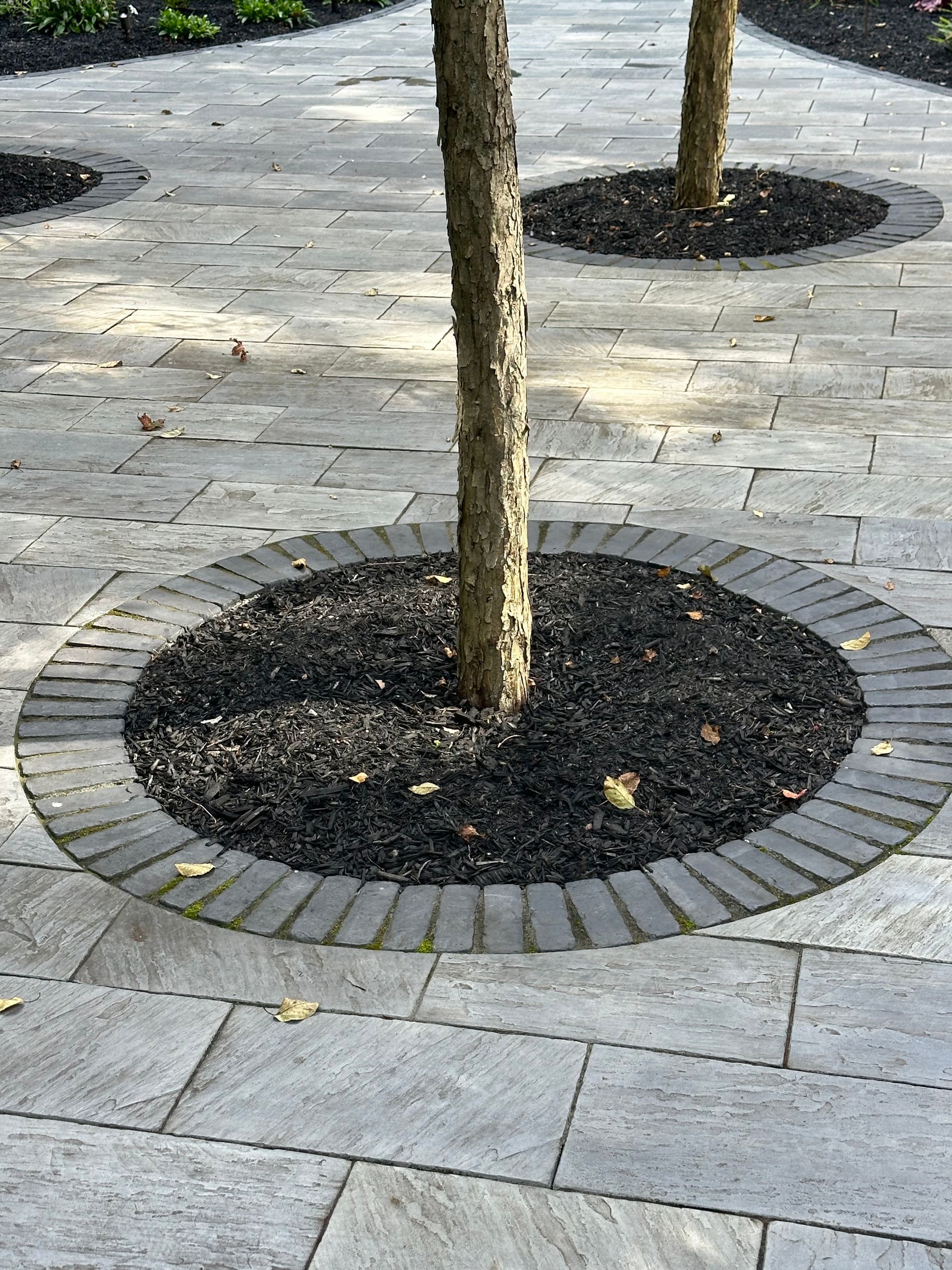A tree in a circle on a brick walkway.