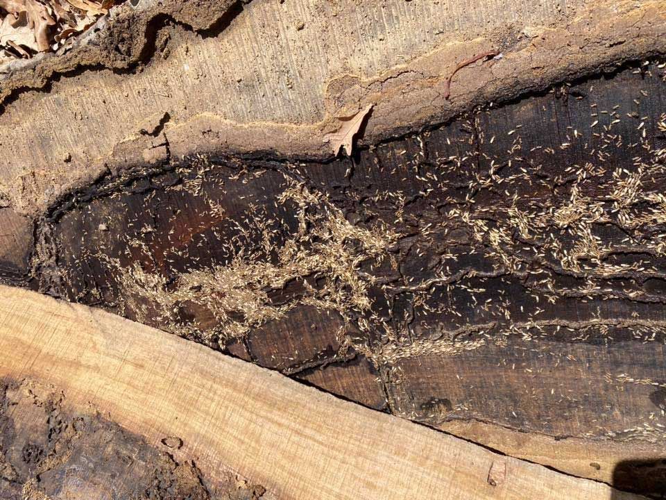 A Close Up Of A Piece Of Wood On The Ground — Cantips Pest Control in Albury, NSW