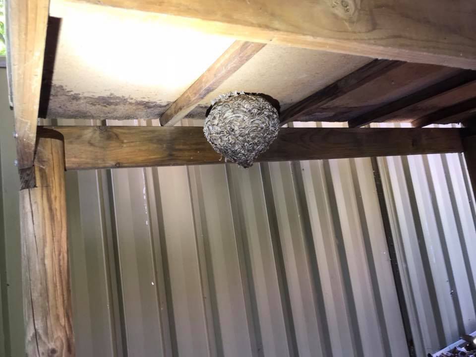 A Wasp Nest Is Hanging From The Ceiling Of A Wooden Structure — Cantips Pest Control in Albury, NSW