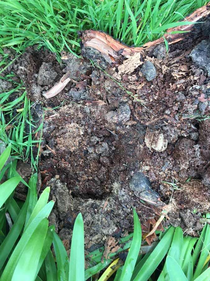 A Pile Of Dirt Is Sitting On Top Of A Lush Green Field — Cantips Pest Control in Albury, NSW