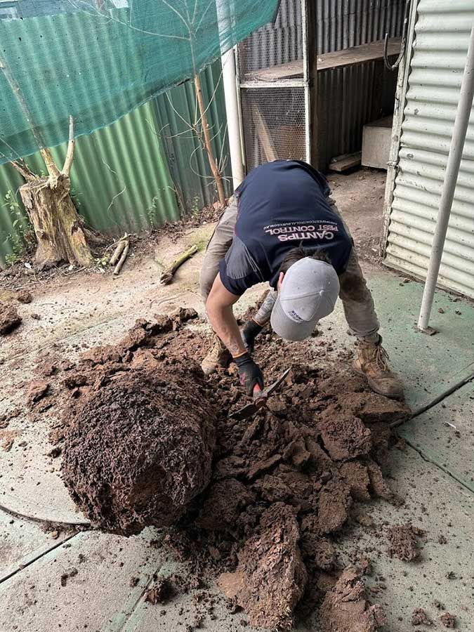 A Man Is Digging A Hole In The Ground With A Shovel — Cantips Pest Control in Albury, NSW