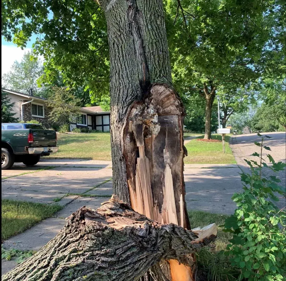 Emergency tree removal near newark ca