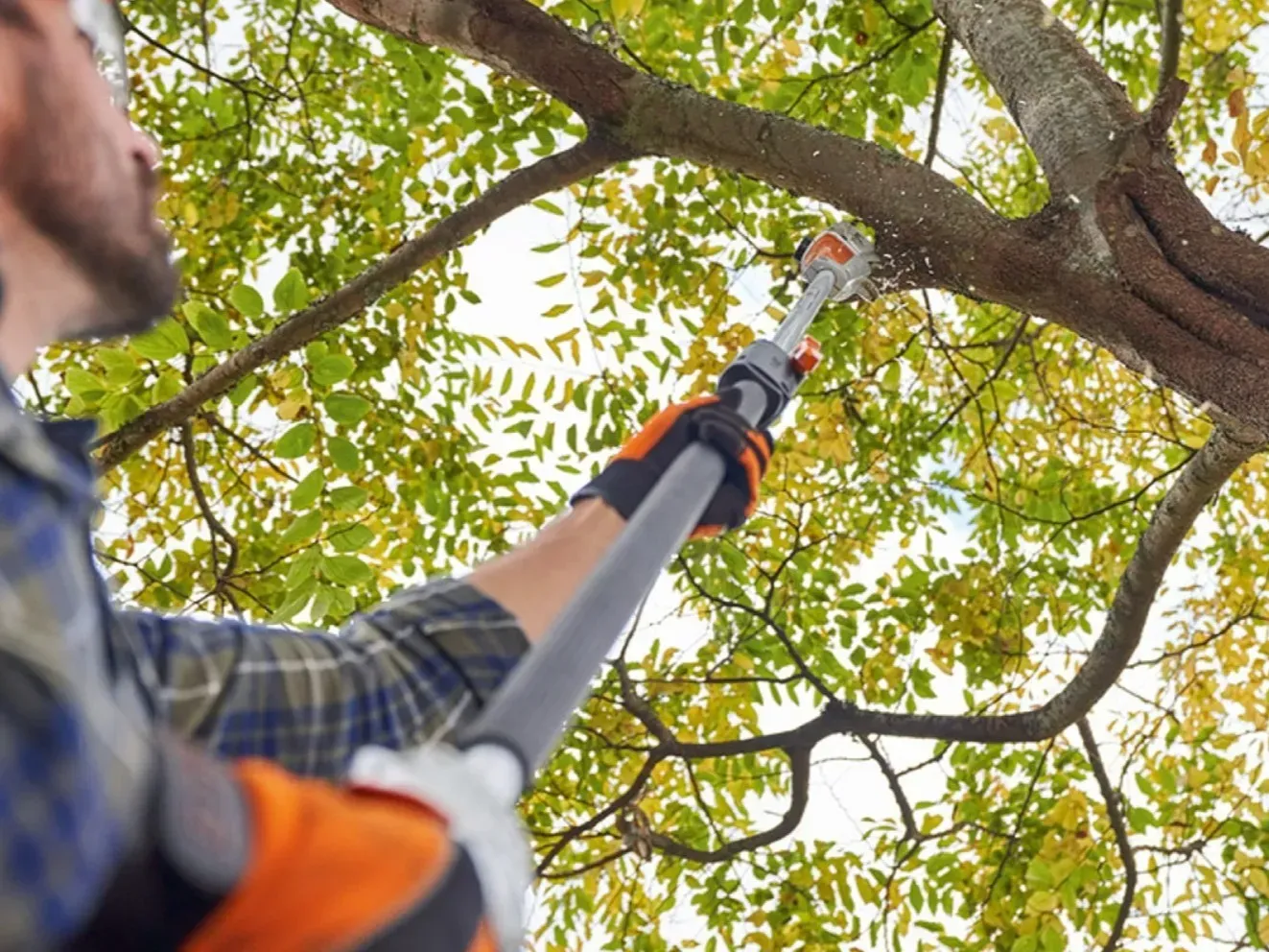 Pruning-Trees-Newark Ca