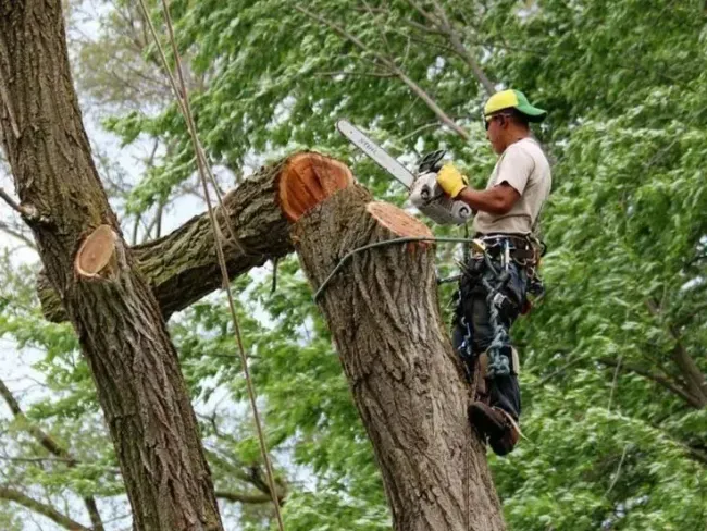 Storm damage tree removal Newark