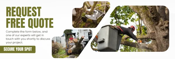 Your Trusted Local Tree Care Experts in Newark, CA – Professional Tree Trimming, Removal & Maintenance Services