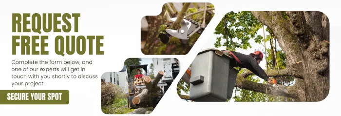 Your Trusted Local Tree Care Experts in Newark, CA