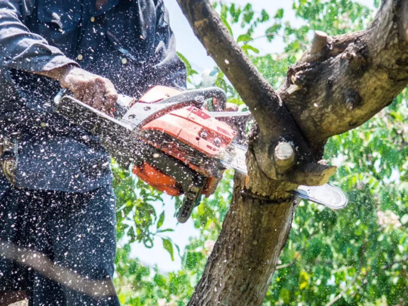 Tree-Trimming-Near-me newark Ca