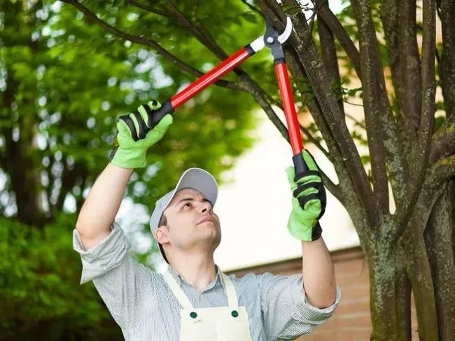 Tree trimming near Newark CA