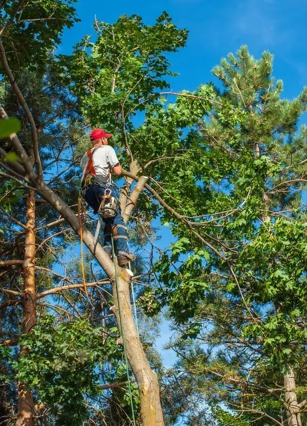 Tree Trimming Newark Ca