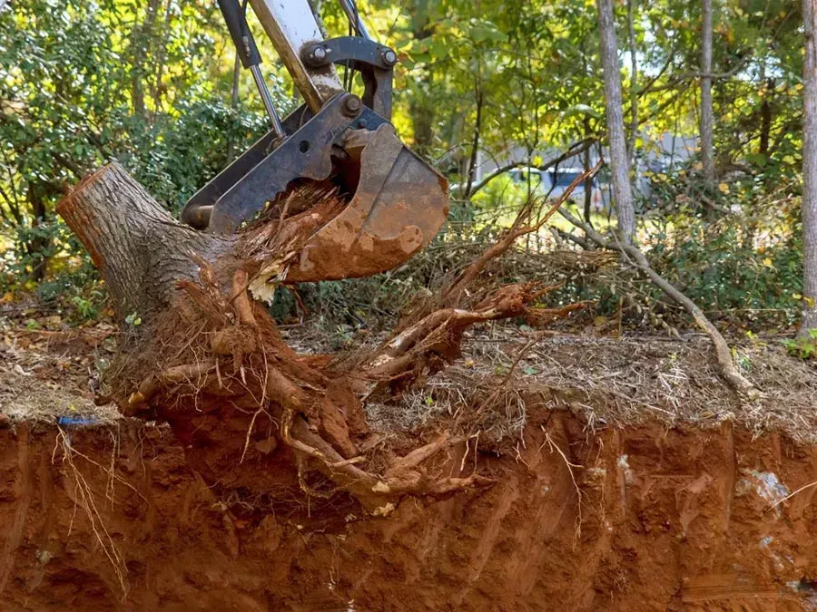 Stump removal Newark CA
