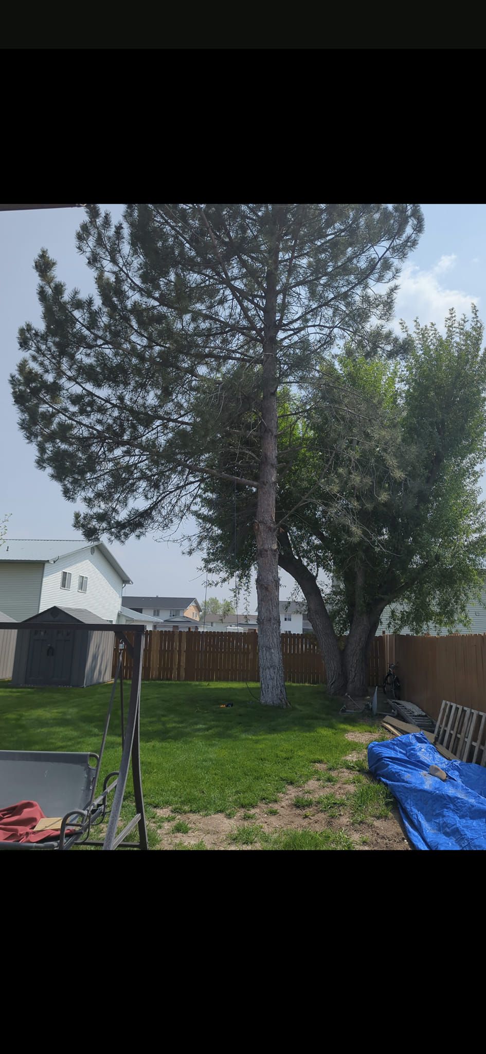 A large pine tree is in the middle of a backyard.