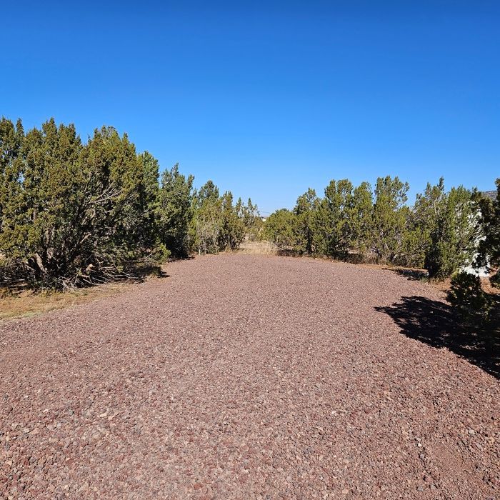 Sunlit dirt road through scrubby green bushes under a clear blue sky
