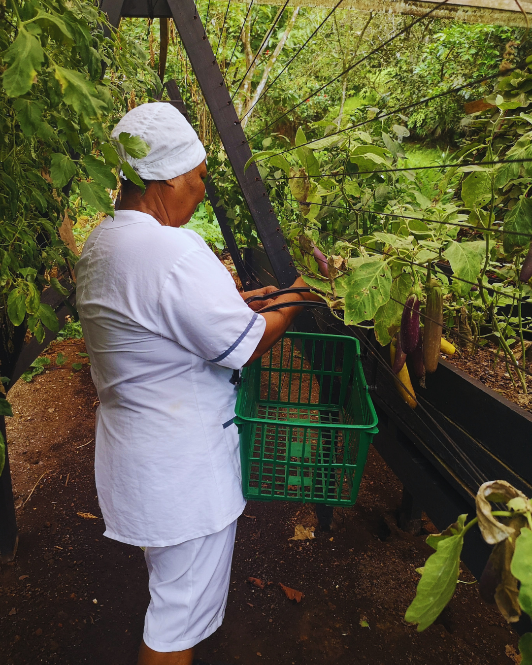 Person in white clothes harvesting plants into a green basket on a rainy garden path