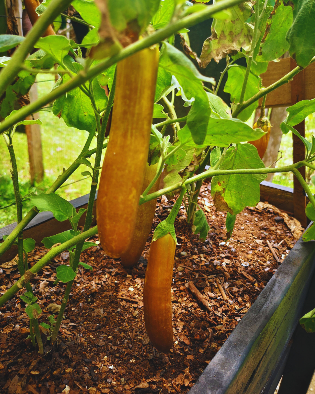 Two yellow-brown cucumbers growing on a vine in a garden bed