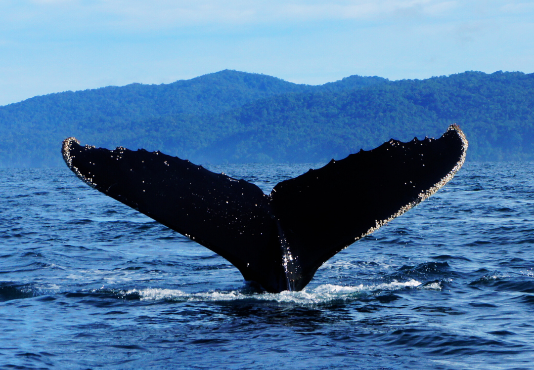 Whale tail flukes rising above the ocean with blue mountains in the background