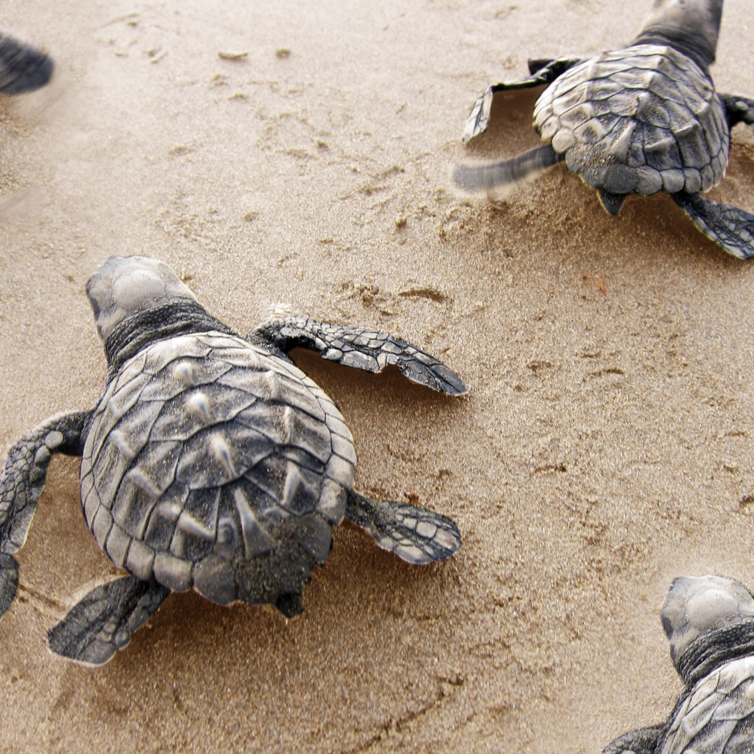Three baby sea turtles crawling across sandy beach sand