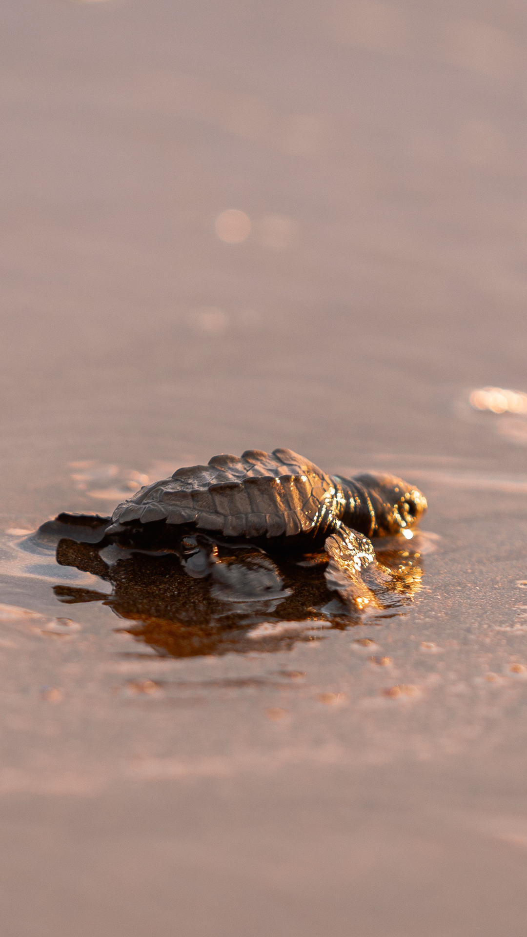 Small turtle crawling on wet sand near the shoreline at sunset