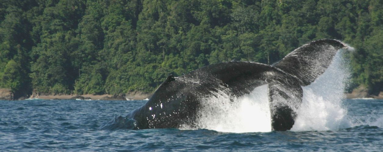 Two humpback whales breaching in the ocean with misty mountains in the background