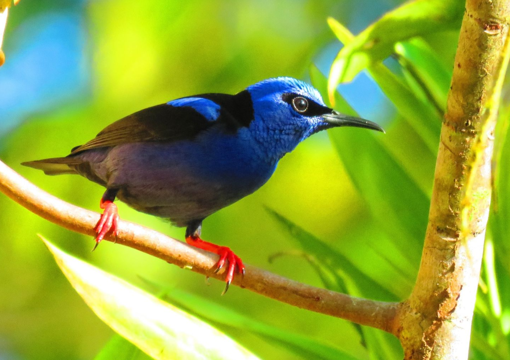 AVISTAMIENTO AVES