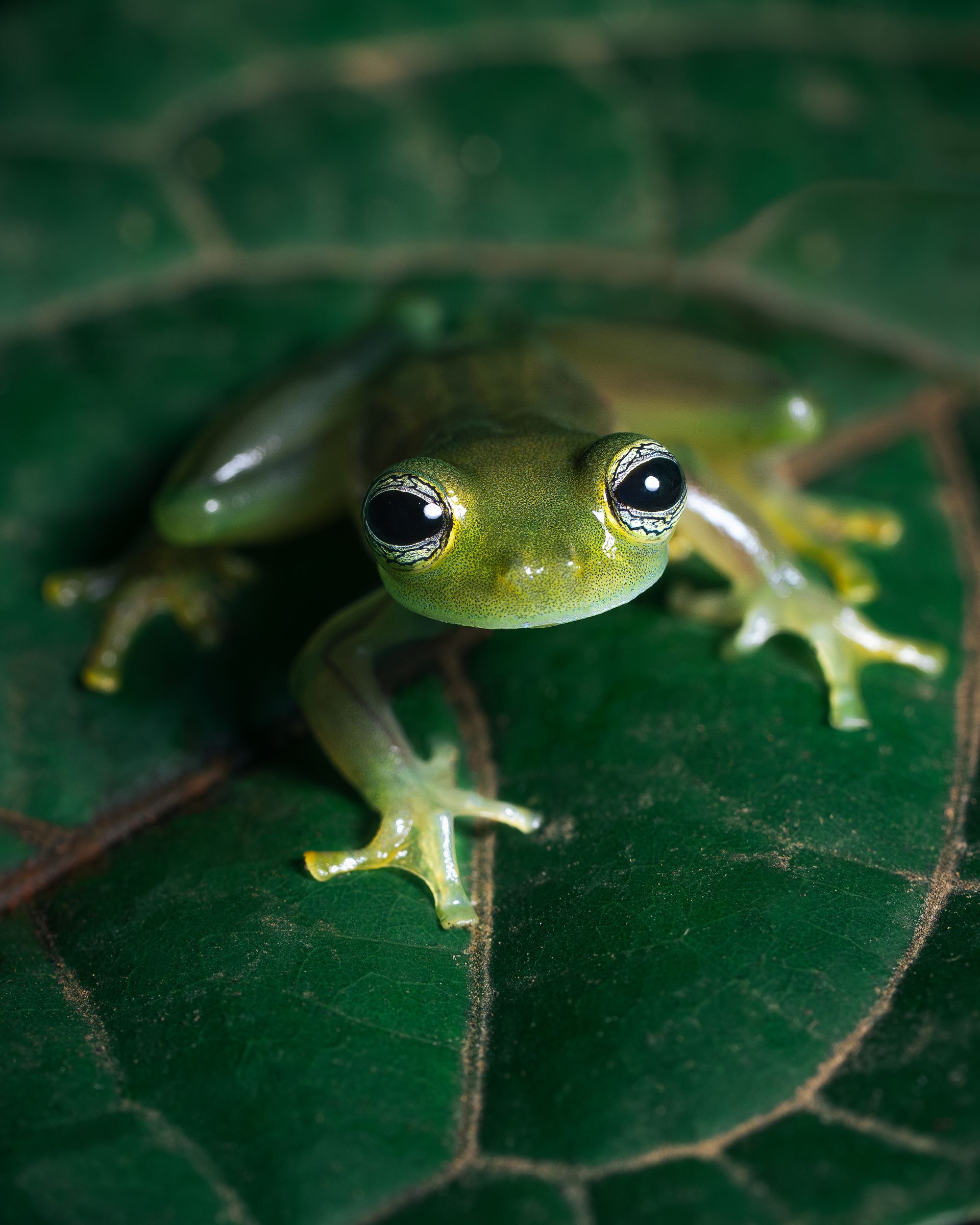 VIDA SILVESTRE