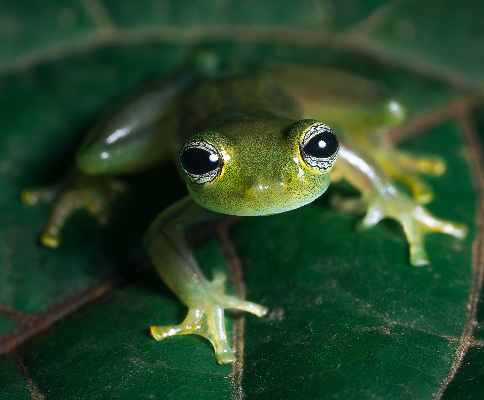 Small green frog on a leaf, facing forward with wide eyes