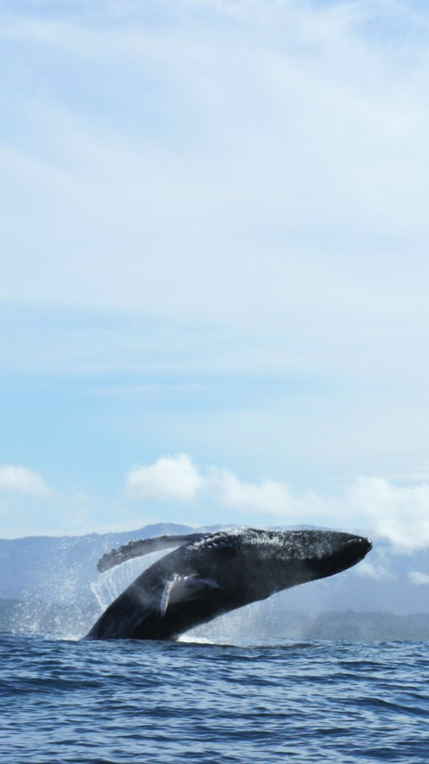 Humpback whale breaching above ocean waves with mountains in the background