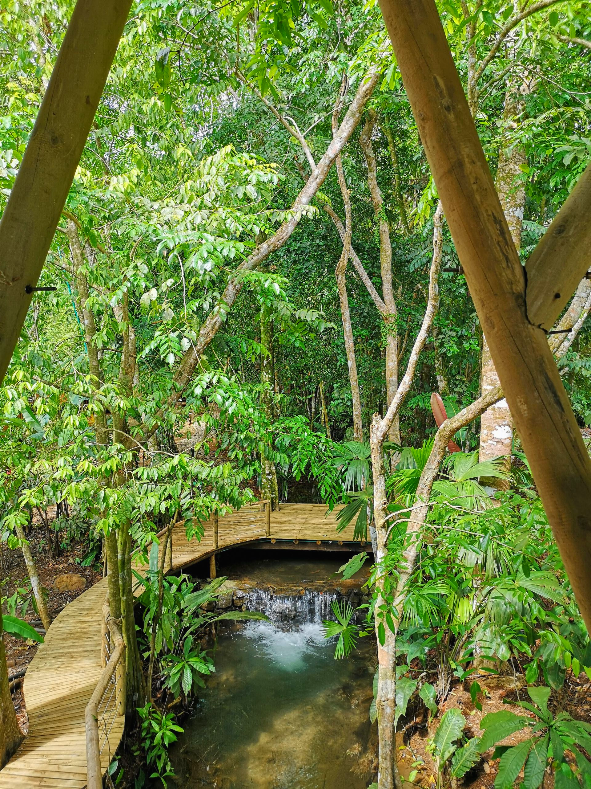 Wooden walkway through lush green forest over a small stream and bridge