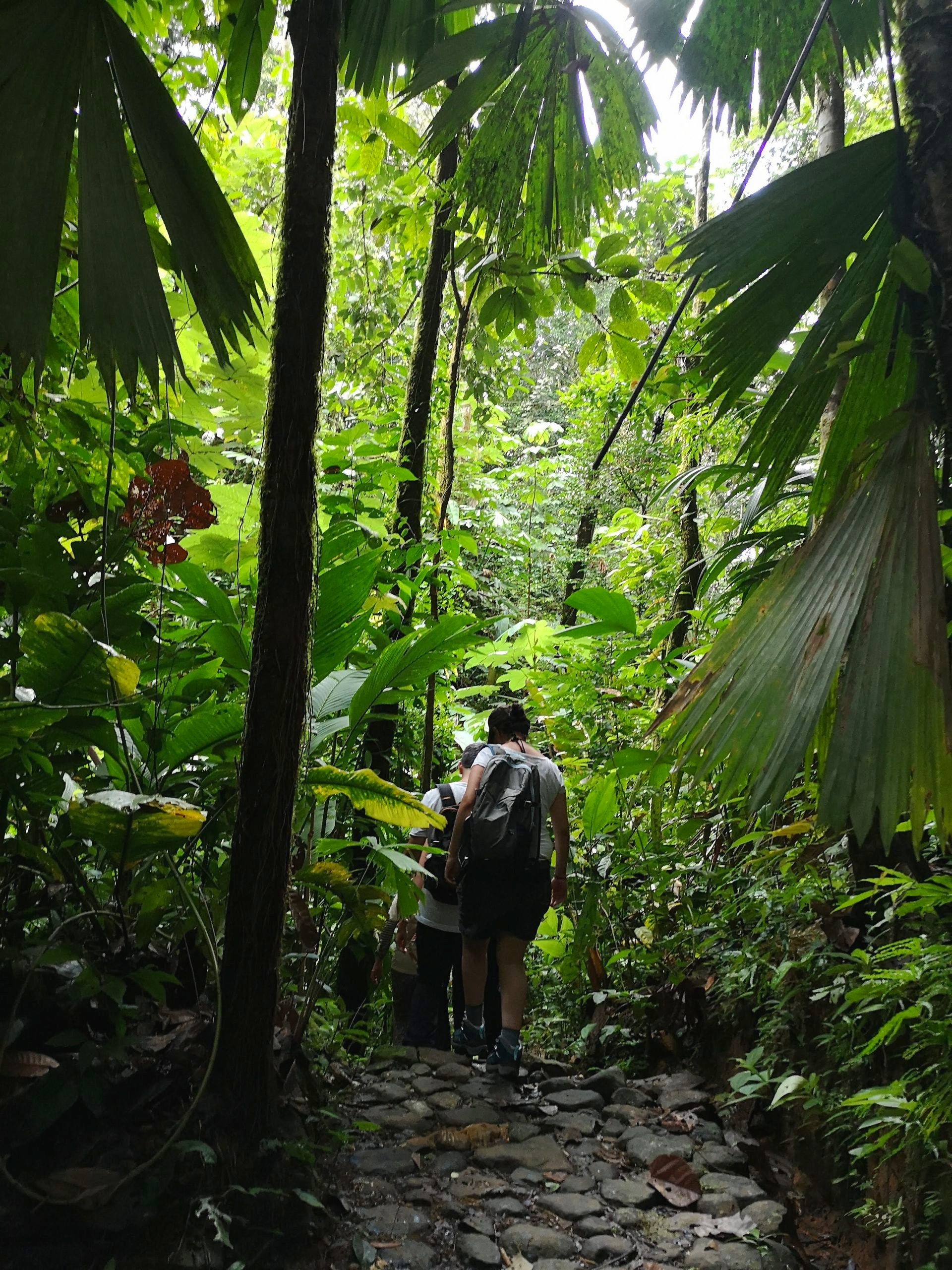Two people hiking on a narrow stone path through dense green tropical forest
