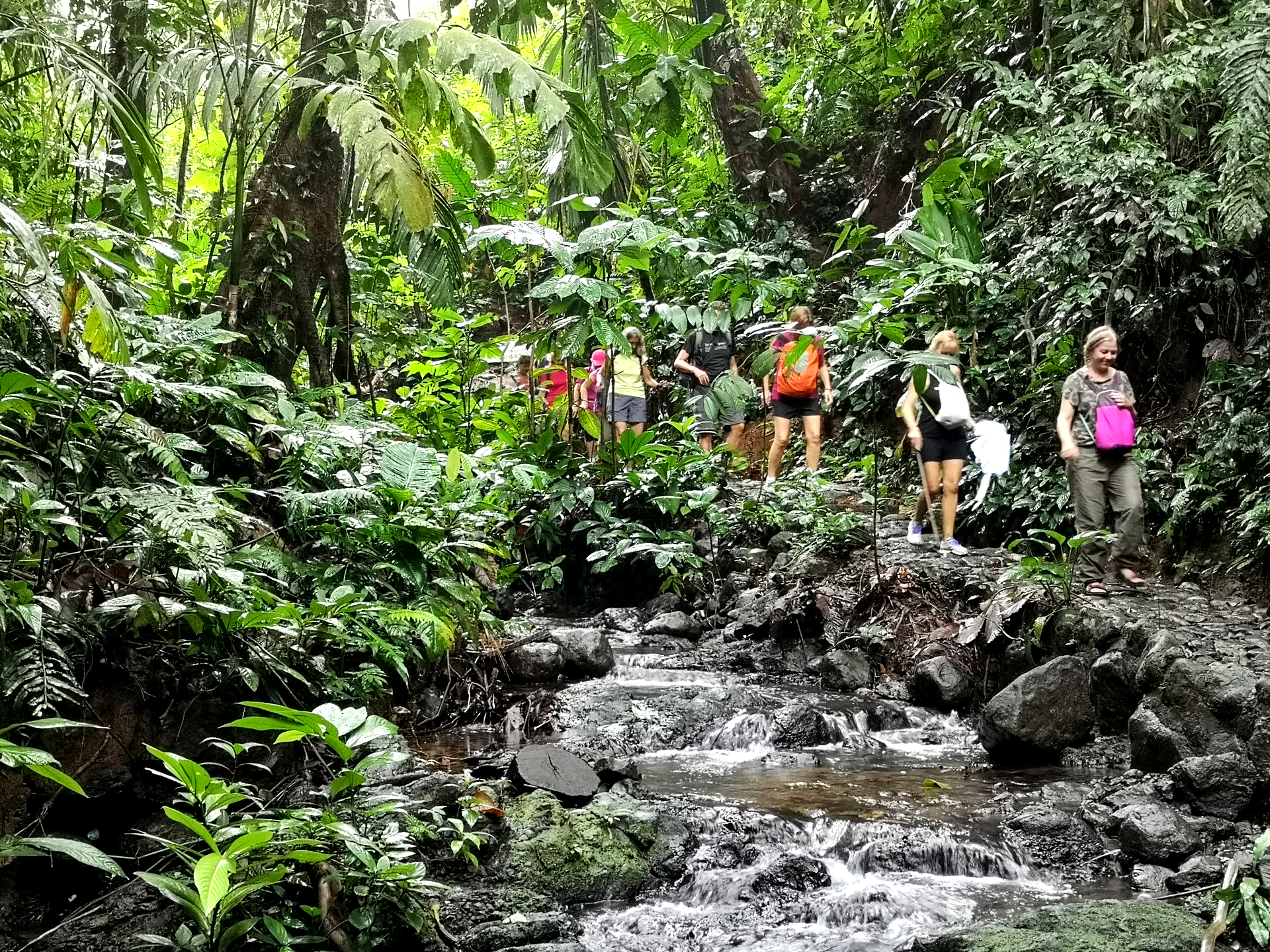 Hikers crossing a rocky stream in a lush green जंगल trail