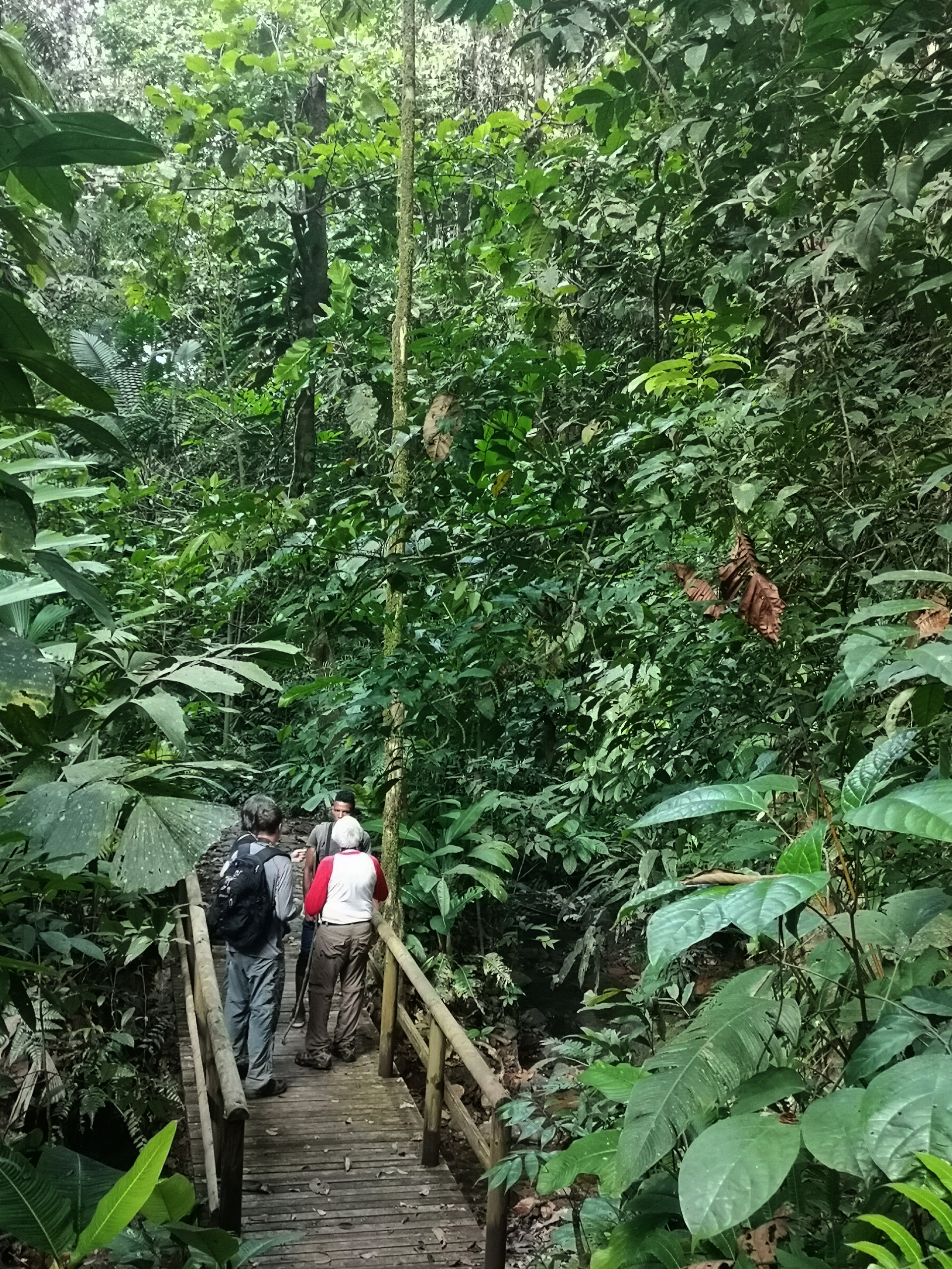 People walking down a narrow wooden staircase through dense green rainforest.