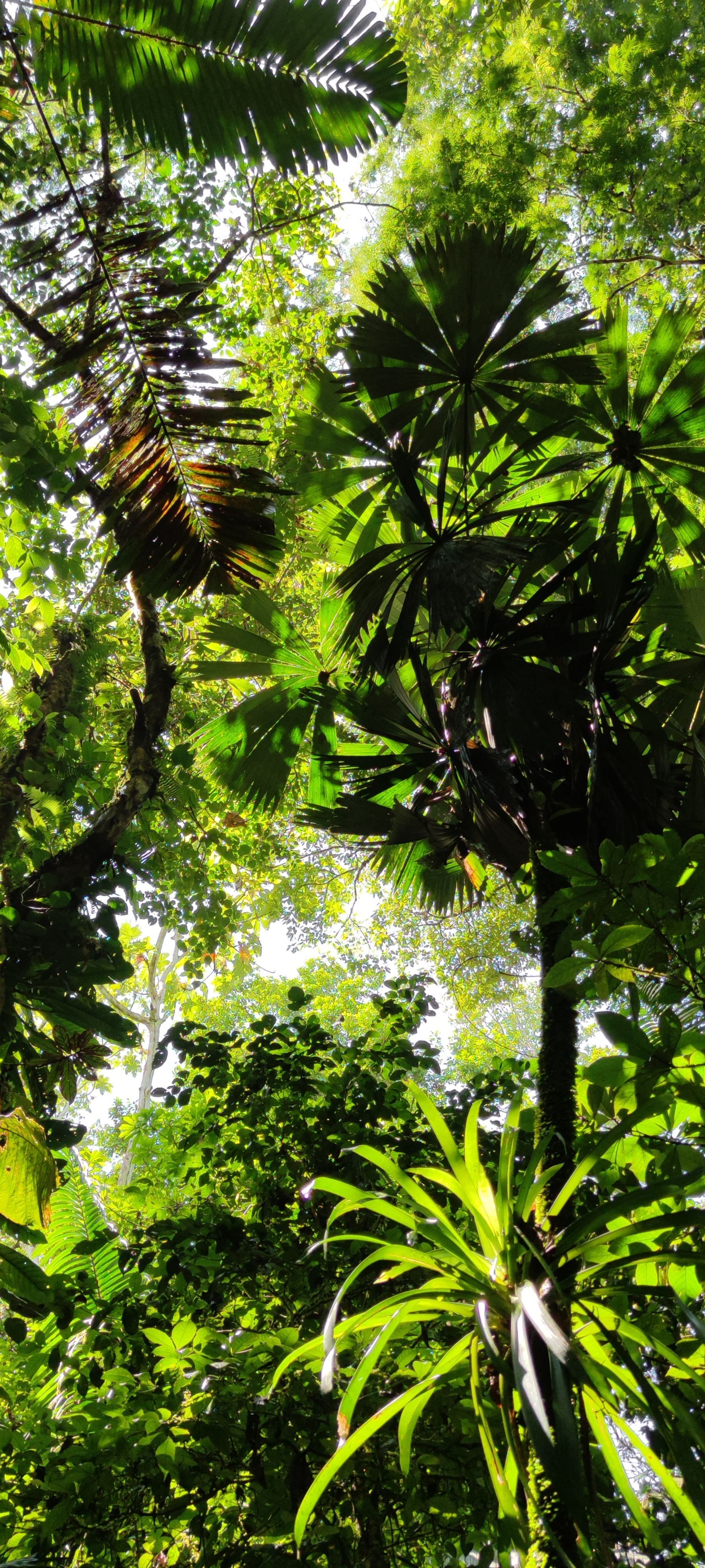 Sunlit tropical garden with dense green foliage and tall palm-like plants