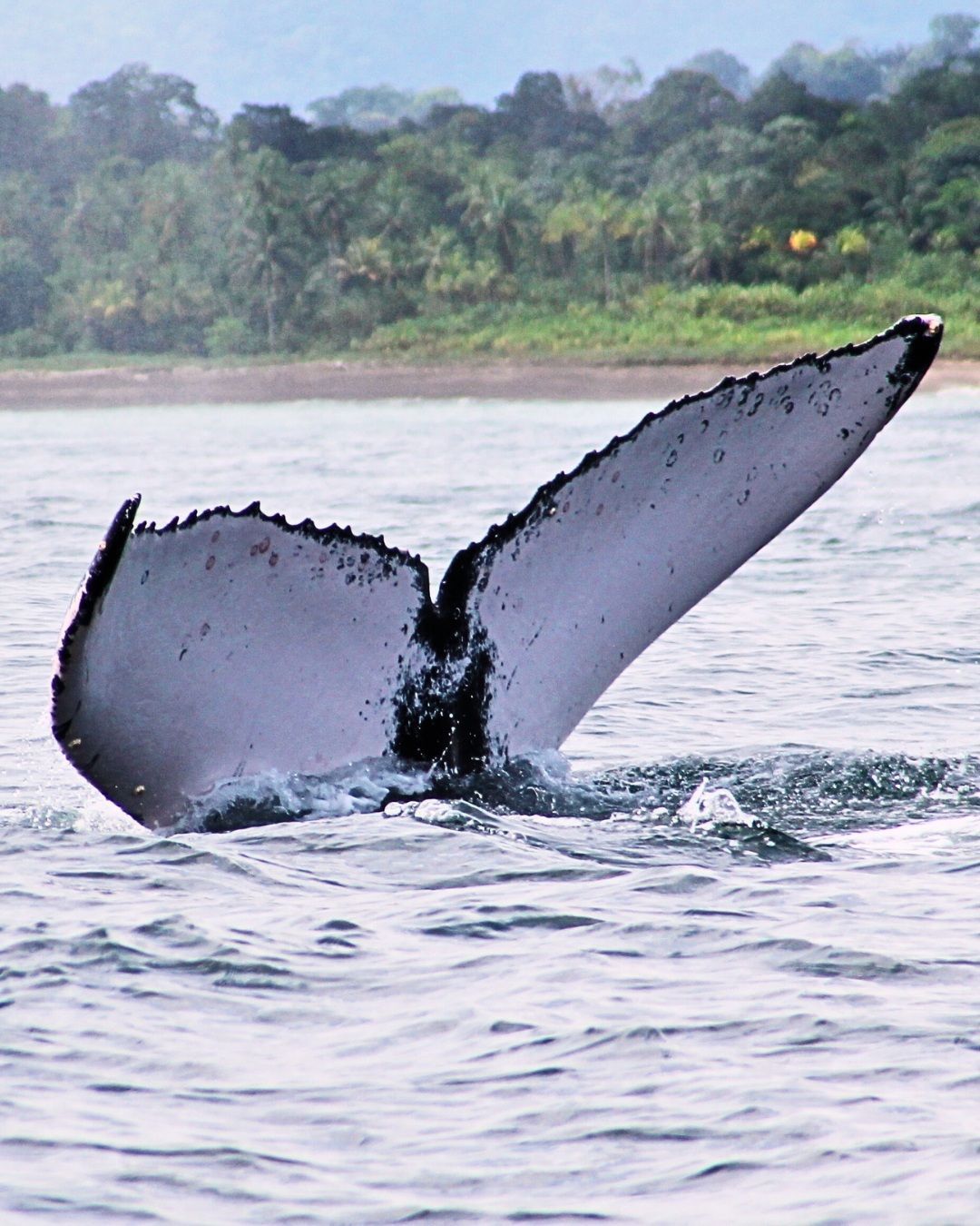 AVISTAMIENTO DE BALLENAS