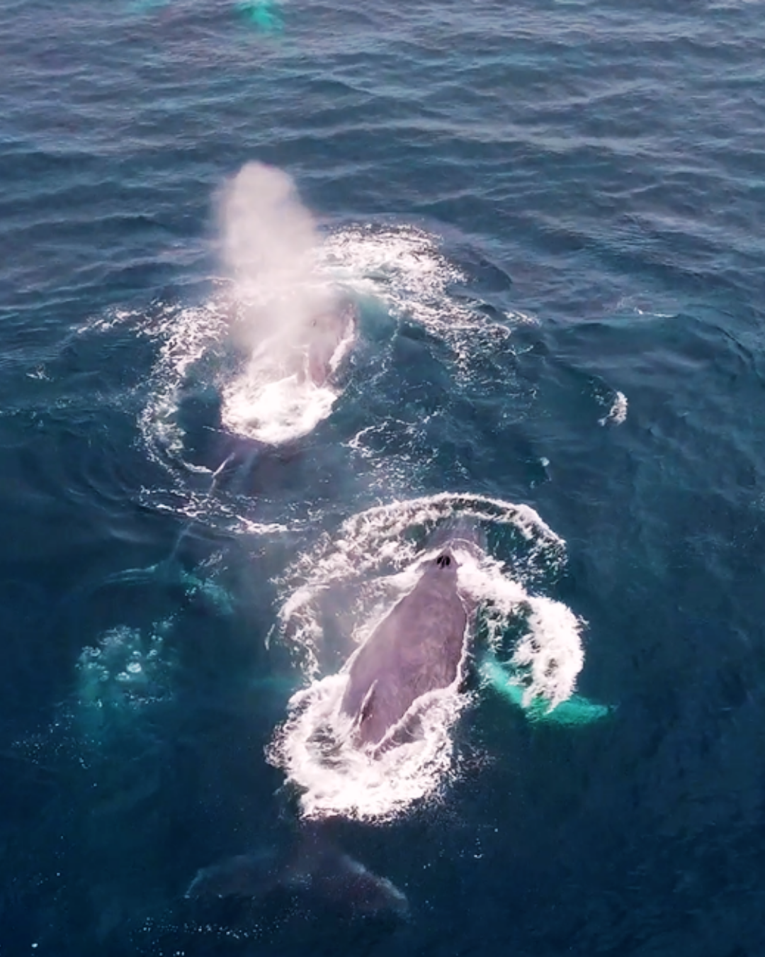Two whales surfacing in blue ocean water, leaving white splashes.