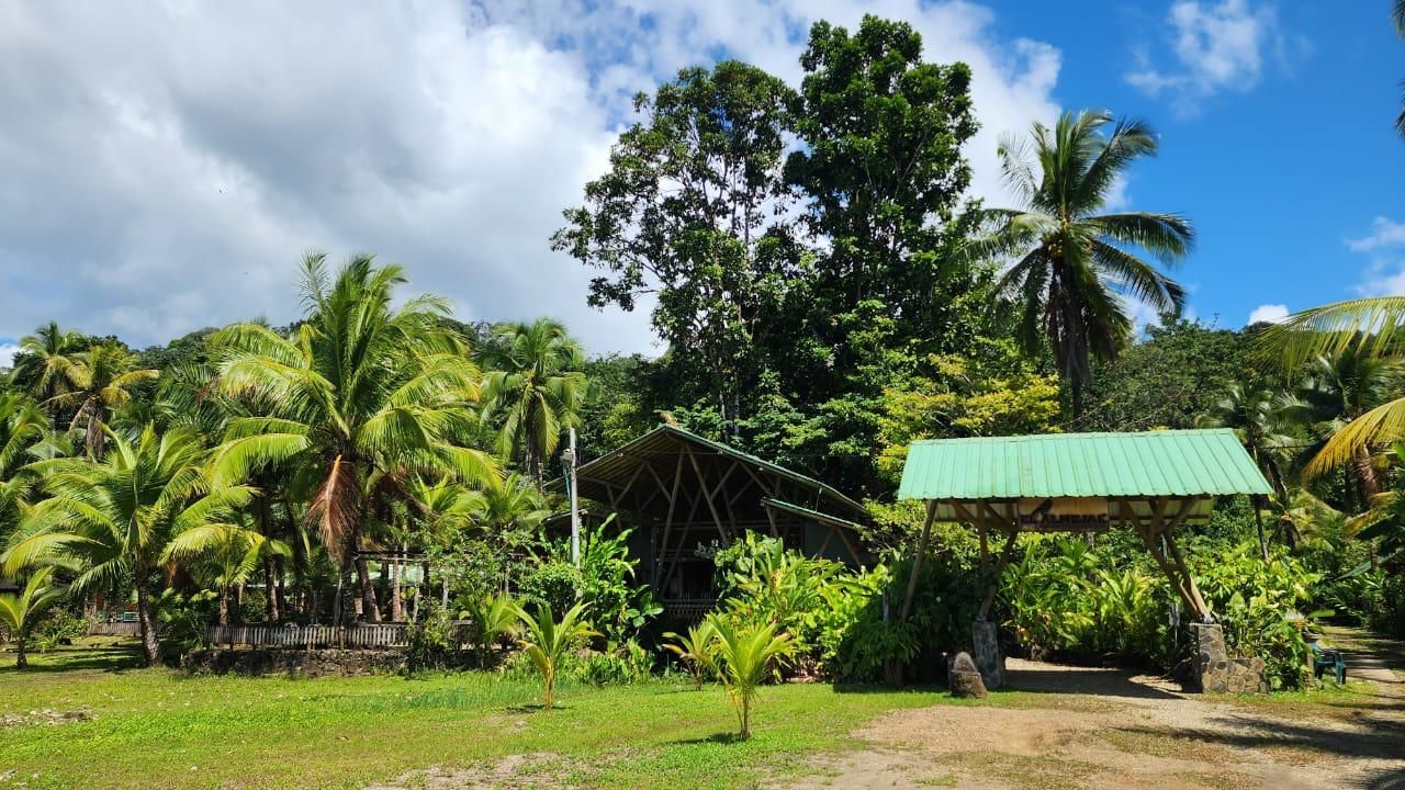 Tropical garden with lush palms, tall trees, blue sky, and a small green-roofed shelter.