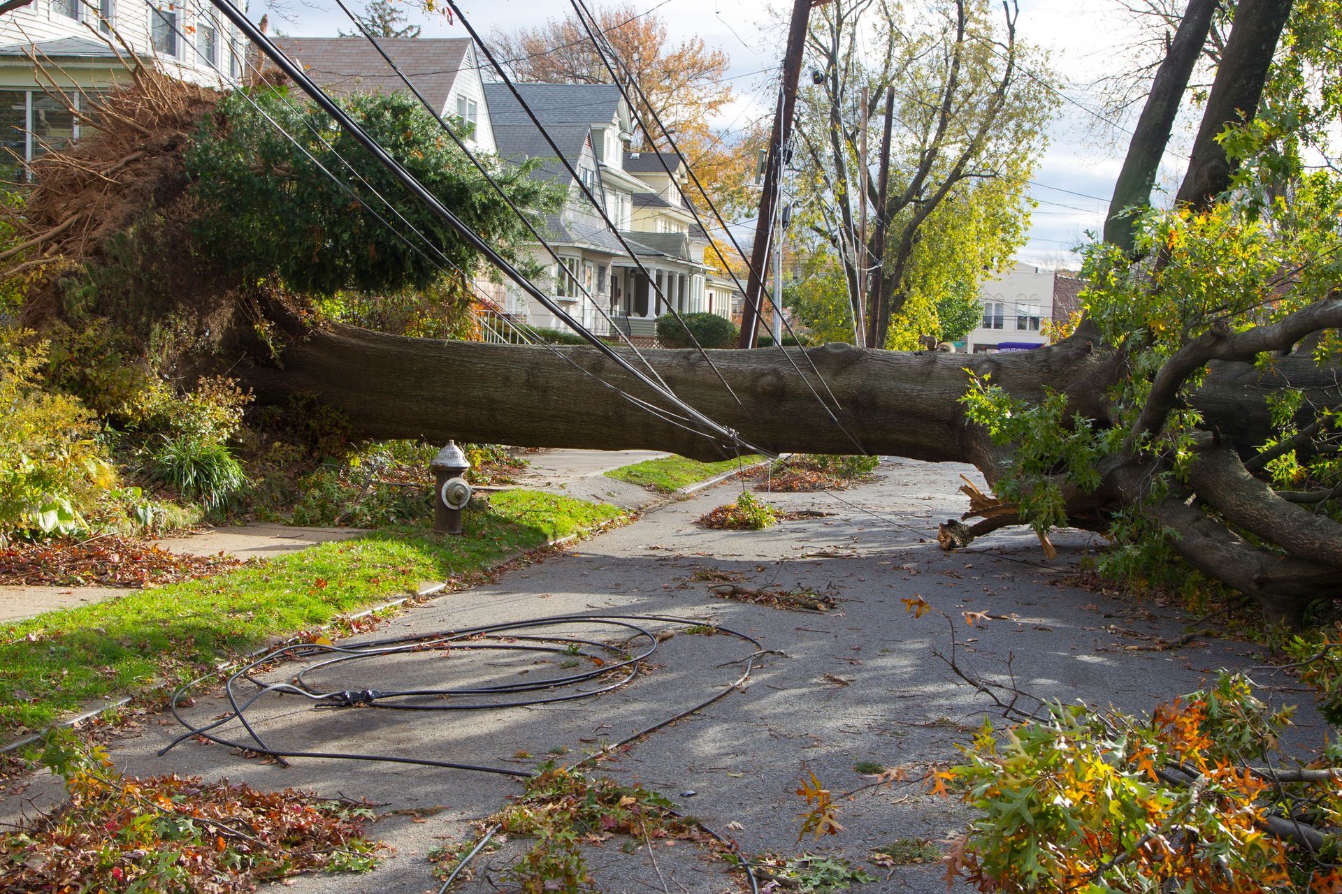 Fallen Tree — Flatwoods, KY — Custom Tree Service