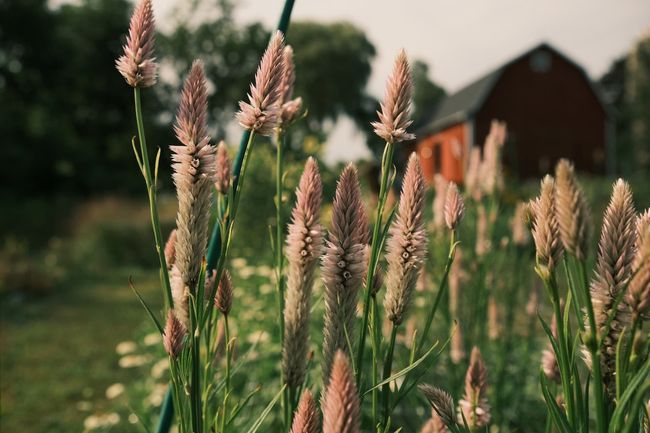 Pink-tipped wild grasses in a garden with a blurred red barn in the background