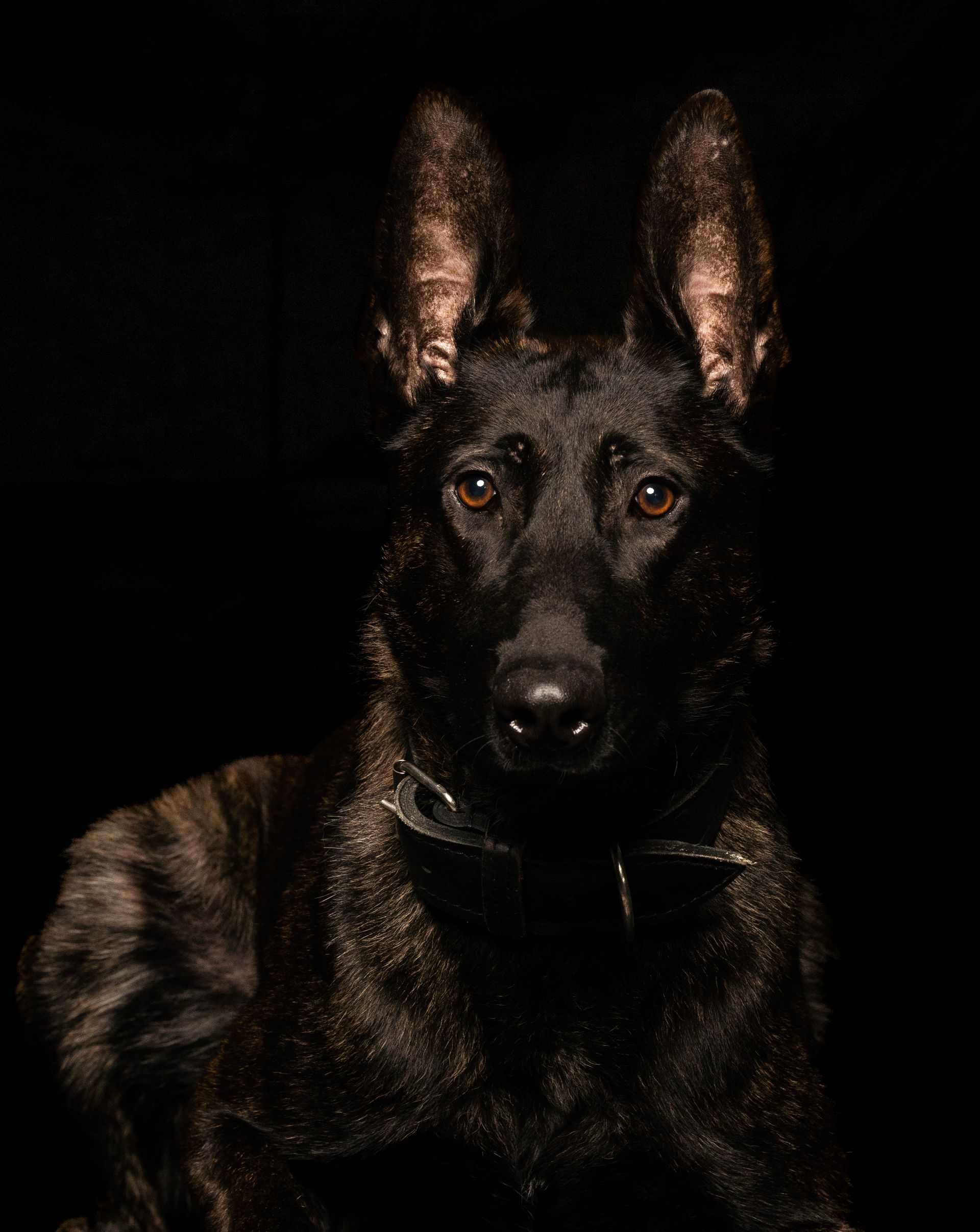 A german shepherd dog is laying down in the dark and looking at the camera.
