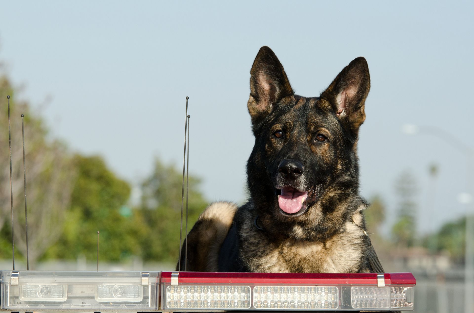 A german shepherd dog is laying on top of a police light.